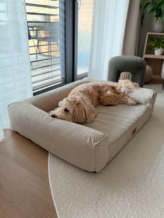 Jeff je po narkóze a ještě dospává 🫶🏻 … kašel při mírném tahu na vodítku,nechutenství a spánek taky není úplně klidný....