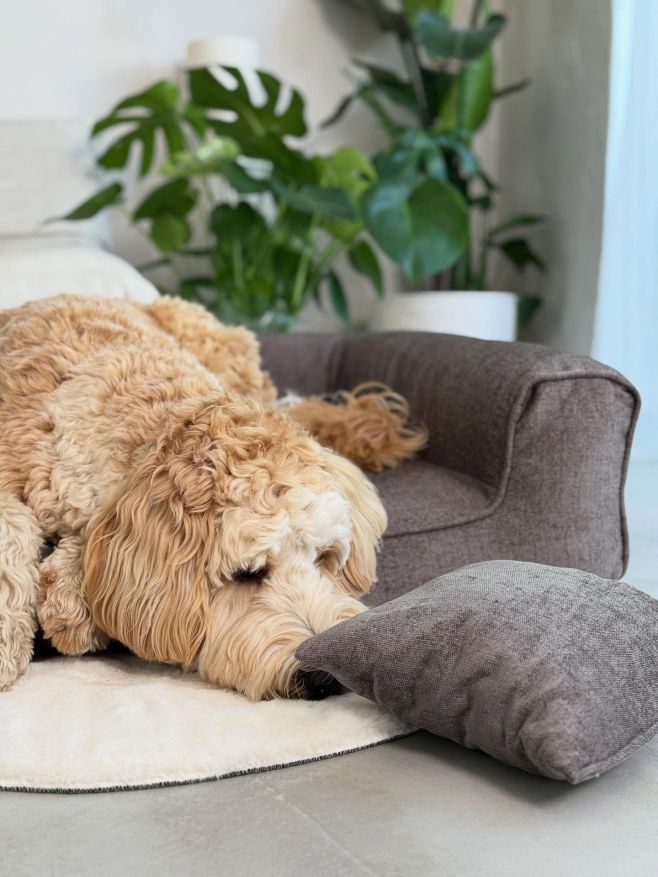 Dnes jsem s Jeffem nafotila pelíšek SOFI Toronto hnědý. Konečně přidáme na eshop reálné fotky této barvy 🤎🤎🤎