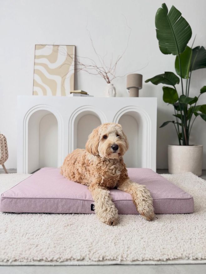 Ortopedická matrace LUI 🌸 #propsa #labradoodle #mydog #eshop #fordog #sweetdogs #spokojenypes
