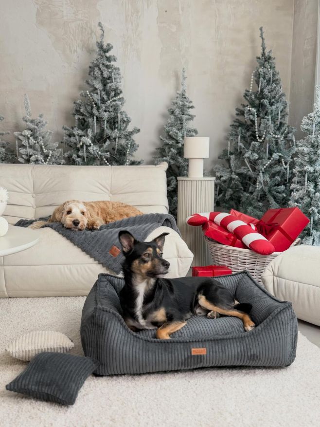 🎄✨ Vánoční poděkování pro kamaráda Blue ✨🎄 Tihle dva elegáni – Jeff a jeho kamarád Blue – nám připomínají, jak důležitá je...