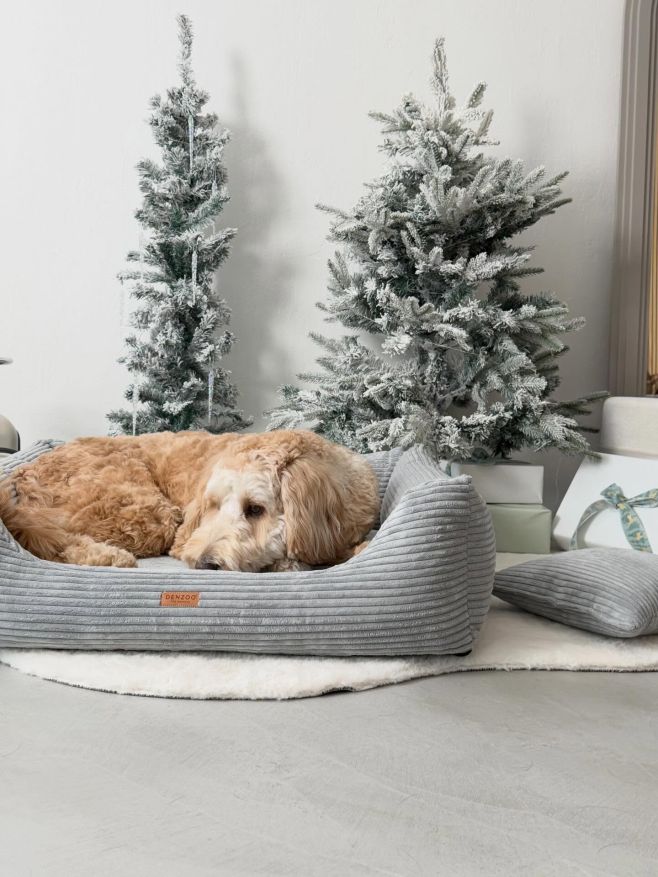 🎄✨ Krásné a pohodové Vánoce ✨🎄 přeji vám všem z celého srdce – já i Jeffsy 🐶 z OrtoPelíšky 🤍 Děkuji, že jste letos byli...